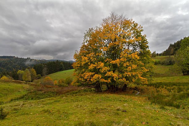istock Single tree at autumn in Black Forest, Germany 510156245