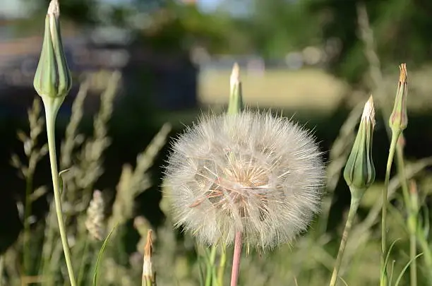 One overblown dandelion and buds