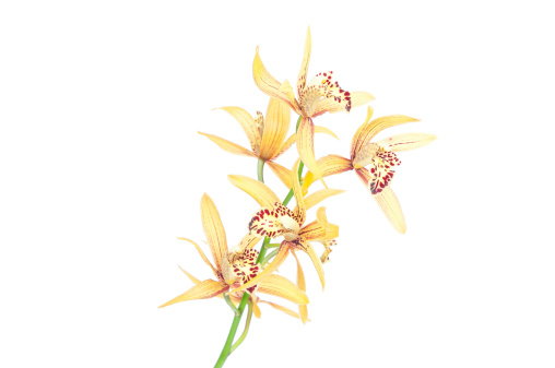 Yellow orchid on a white background.