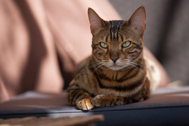 istock Bengal Cat in Garden 510157854