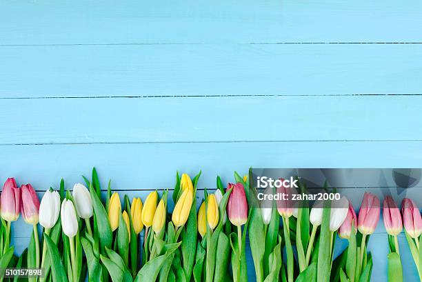 Tulipanes Foto de stock y más banco de imágenes de Marzo - Marzo, Fondos, Primavera - Estación