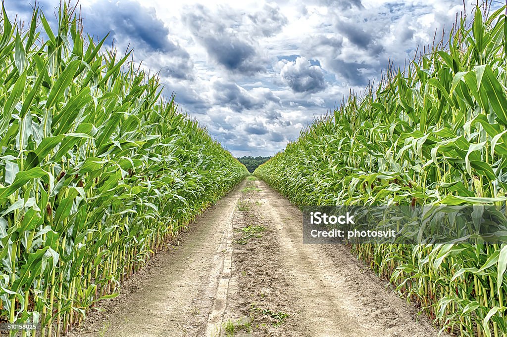 Agricultural field on which the green corn grows Hdr, road at the corn field Corn Stock Photo
