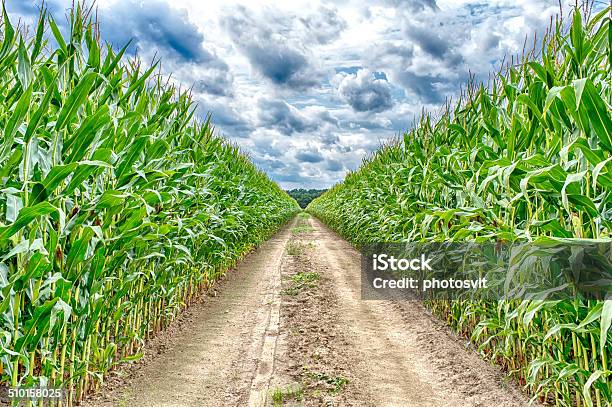 Agricultural Field On Which The Green Corn Grows Stock Photo - Download Image Now - Corn, Corn - Crop, Agricultural Field