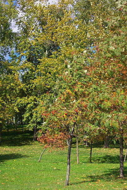 istock Ashberry at Dry Sunny Day 510158449