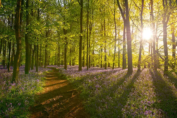 Light breaking through the tress in a bluebell wood in England