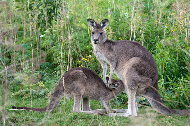 istock Kangaroo with little joey in Australia 510158760