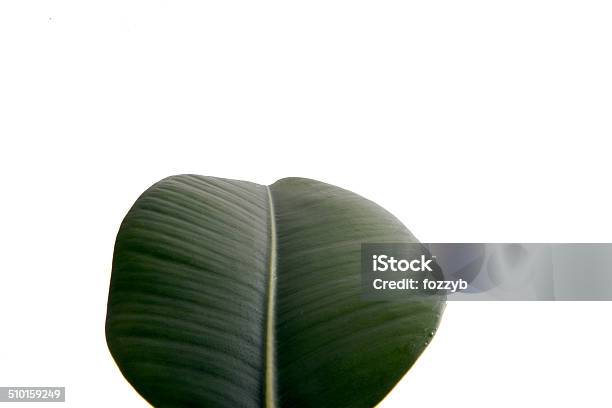 Leaf Stock Photo - Download Image Now - Beauty In Nature, Cut Out, Green Color