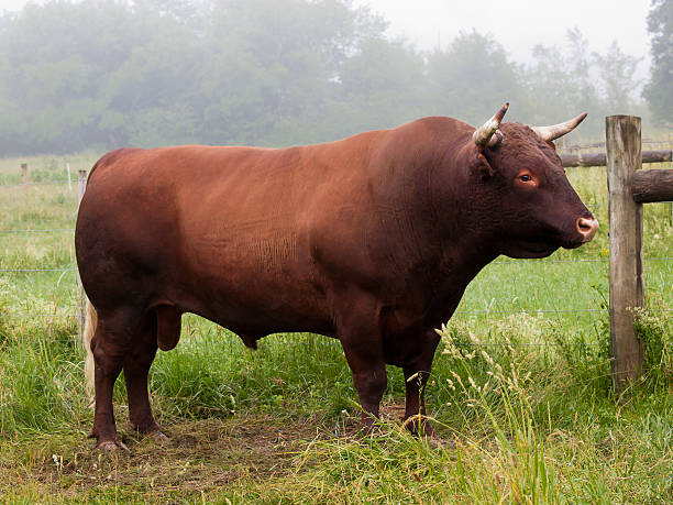 Devon Rouge 20+ Vache Red Devon Photos Photos, taleaux et images libre de droits ...