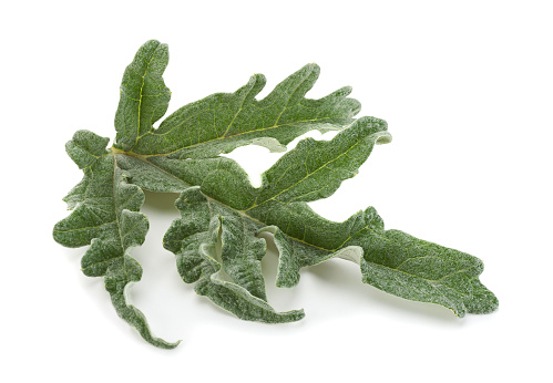 Artichoke leaf closeup isolated on white background