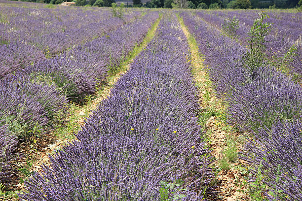 istock Lavender fields near Sault, France 510159661