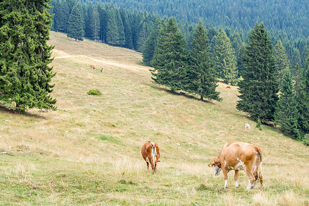 istock Herd of cows grazing between coniferous trees 510160412