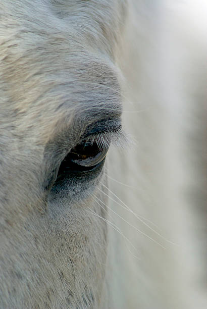 istock The eye of a Horse 510160521