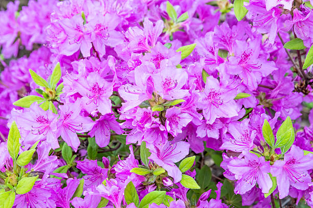 Blooming violet rhododendron bush. stock photo