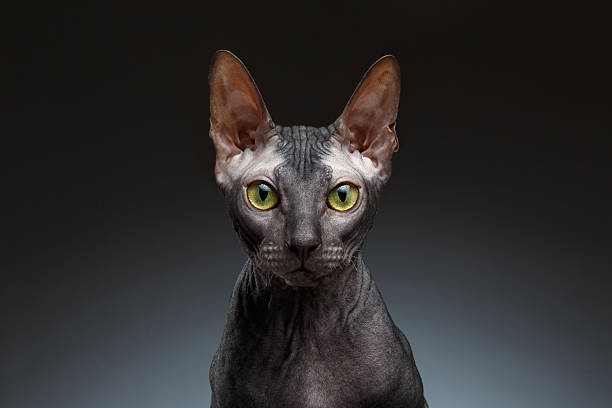 istock Closeup Portrait of Grumpy Sphynx Cat Front view on Black 510162278