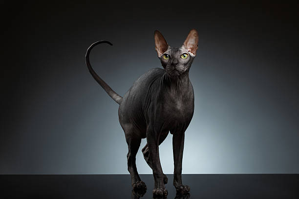 istock Sphynx Cat Stands and squints Looking up on Black 510162326
