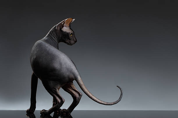 istock Sphynx Cat Stands and Looking back on Black 510162500
