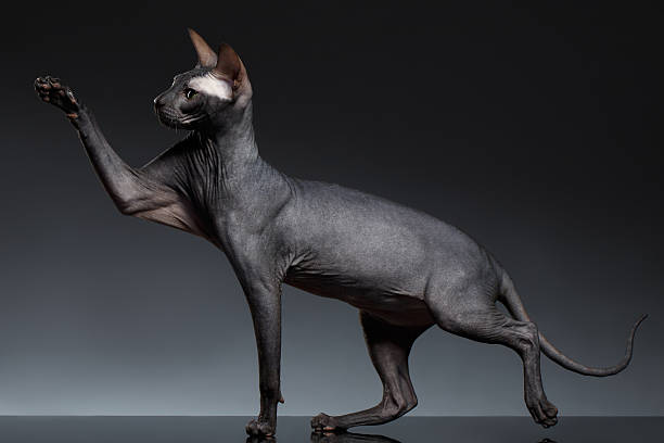 istock Funny Sphynx Cat Stands and Raising up paw on Black 510162554