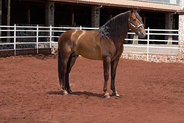 istock Beautiful Brown thoroughbred Arabian Horse outside 510164928