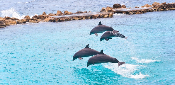 Group of four dolphins jumping and swimming in the turquoise ocean.