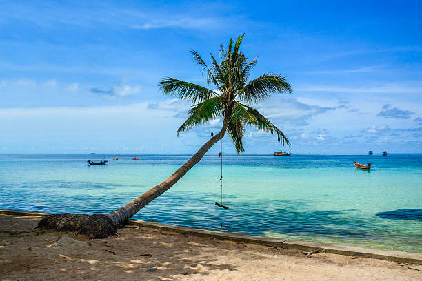 hermosa playa con árbol de palma en koh tao, tailandia - thailand beach koh tao nautical vessel fotografías e imágenes de stock