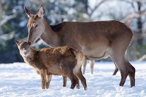 Red Deer Calf and Hind on snowy Winter Morning