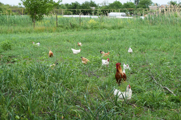 istock The chickens walking in a kitchen garden. 510166710