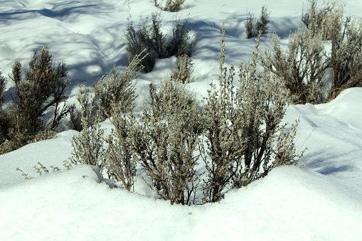 Sagebrush in snow, during the Winter.