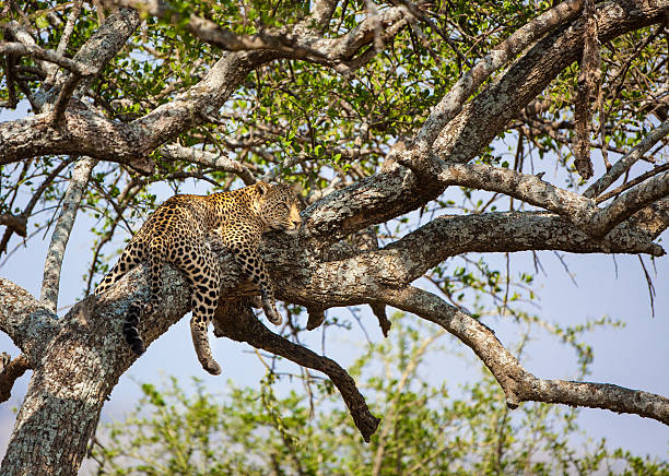 istock Resting leopard in acacia tree in Africa 510169024