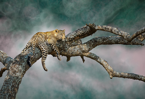 Leopardo del evasiva. photo