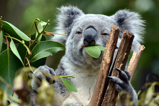 koala en solo pino santuario de koalas en brisbane, australia - koala fotografías e imágenes de stock