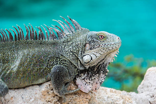 iguana en playa lagun, curacao - marine iguana fotografías e imágenes de stock