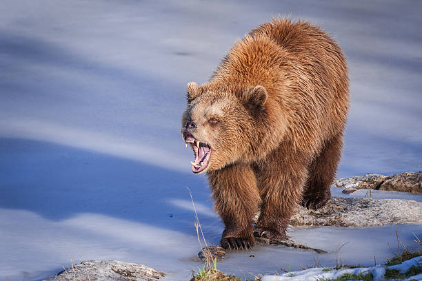 istock Brown Bear at frozen Lake 510171170
