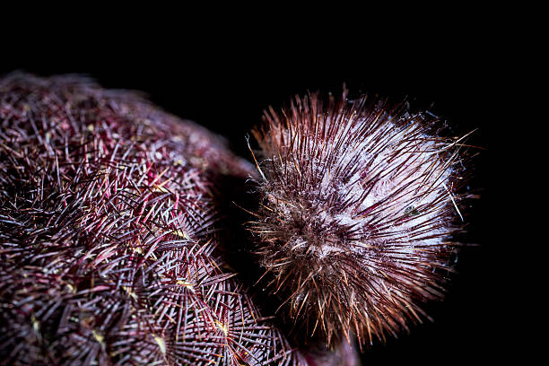 echinocereus rubispinus - cactus hedgehog cactus close up macro стоковые фото и изображения