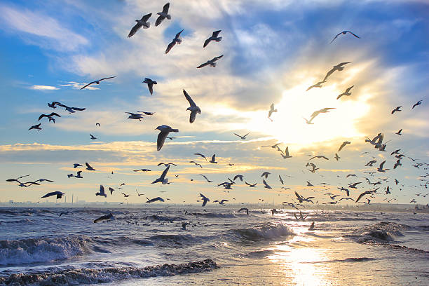 Photo of Birds in the sun against the sky and the sea