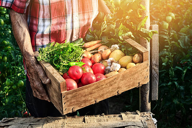 Old man holding wooden crate filled with fresh vegetables