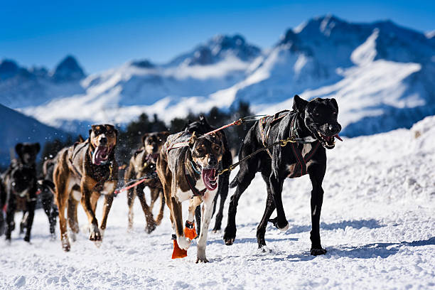 istock Sledge dogs in speed racing 510173104