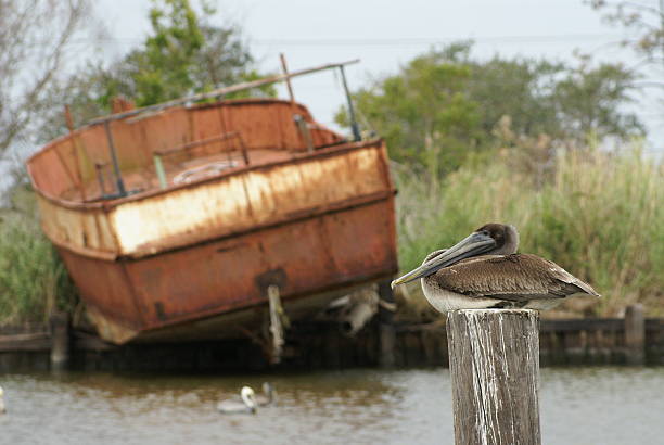 Relaxing This Brown Pelican was relaxing after a meal. This was taken in Dulac, Louisiana. brown pelican stock pictures, royalty-free photos & images