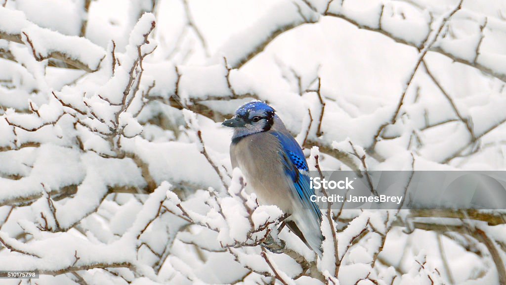 Cold Bluejay in a blizzard. Cold Bluejay in a blizzard. February is a difficult time for birds, fighting off both cold and starvation. This beautiful little guy is just trying to make it until spring. Bird Stock Photo