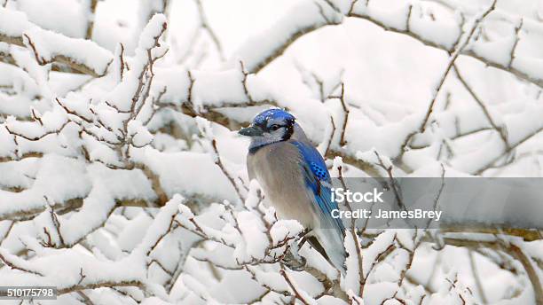 Cold Bluejay In A Blizzard Stock Photo - Download Image Now - Bird, Snow, Winter