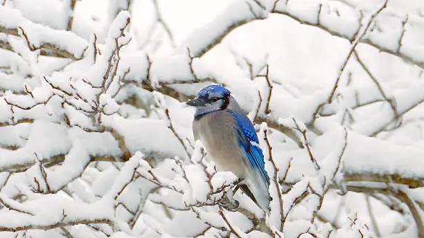 Cold Bluejay in a blizzard. February is a difficult time for birds, fighting off both cold and starvation. This beautiful little guy is just trying to make it until spring.
