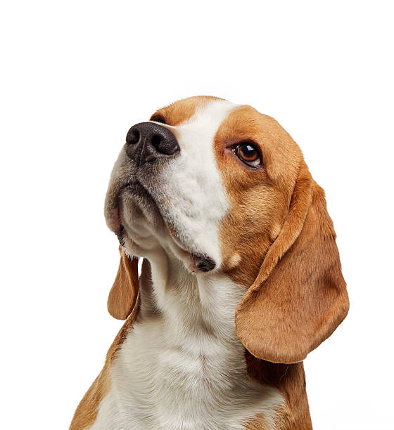 istock portrait of young beagle dog 510176096