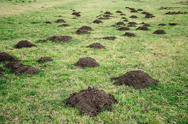 Molehills damaged field; Poland