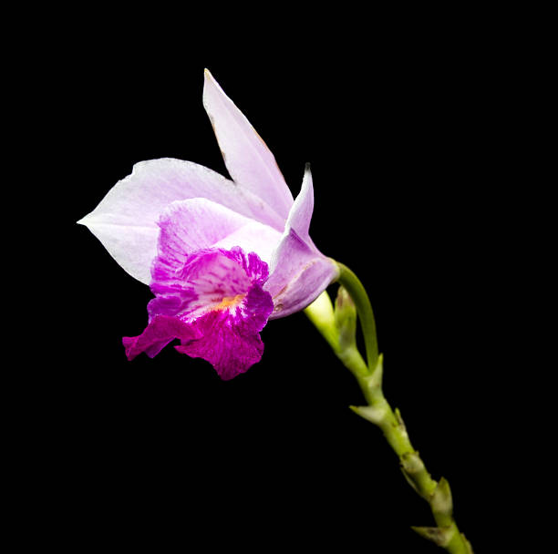 istock Doritis ground orchid (Phalaenopsis Esmeralda) on black background 510176674