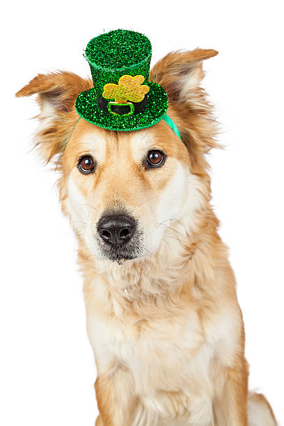 istock Large Crossbreed Dog Wearing St. Patrick's Hat 510176730
