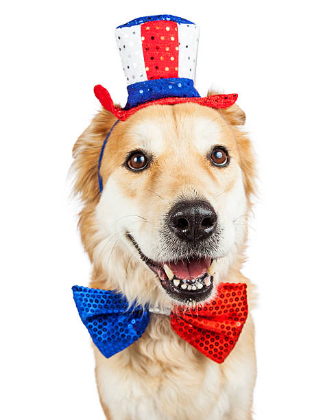 istock Happy Independence Day Large Dog 510176766