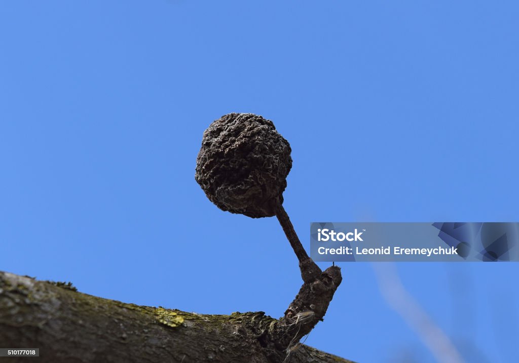 Seca podrido manzana - Foto de stock de Agricultura libre de derechos