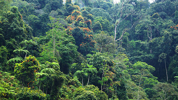 istock Tropical rainforest in Cameron Highlands 510178211