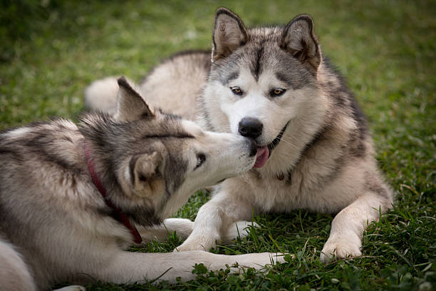 istock Alaskan Malamutes licking each other's faces 510178584