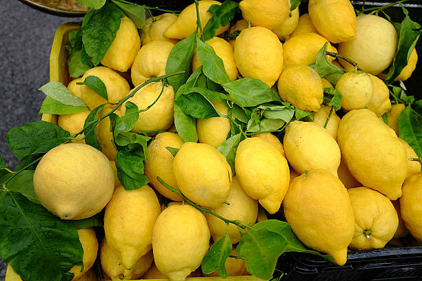 Citrons cultivés sur la côte d " Amalfi Italie - Photo