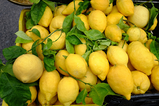 Lemons grown on Amalfi Coast Italy. These lemons are very large.